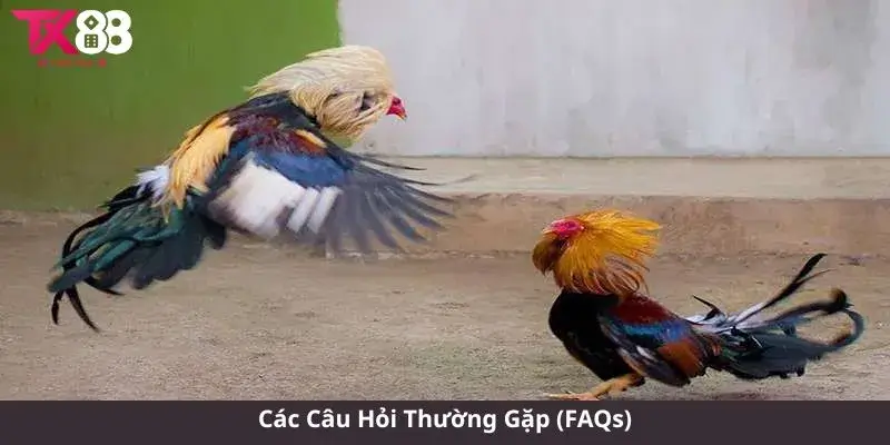 Đá Gà Thomo Campuchia - Trải Nghiệm Đầy Kịch Tính và Hấp Dẫn 3 Các Câu Hỏi Thường Gặp (FAQs)