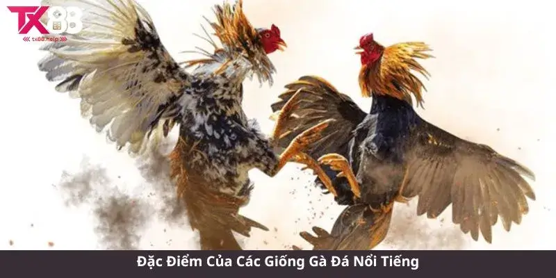 Luật chơi đá gà - Khám Phá Thế Giới Đá Gà Đầy Kịch Tính 3 Đặc Điểm Của Các Giống Gà Đá Nổi Tiếng