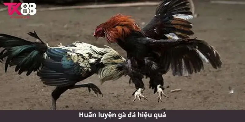 Huấn luyện gà đá hiệu quả