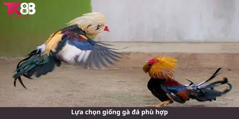 Lựa chọn giống gà đá phù hợp