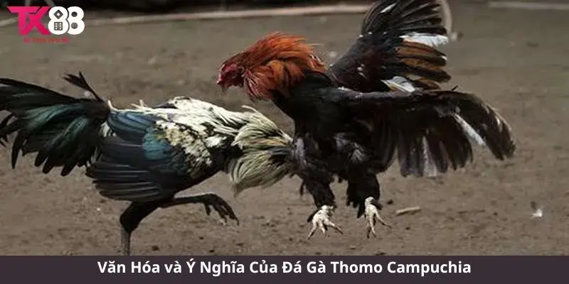 Đá Gà Thomo Campuchia - Trải Nghiệm Đầy Kịch Tính và Hấp Dẫn 2 Văn Hóa và Ý Nghĩa Của Đá Gà Thomo Campuchia
