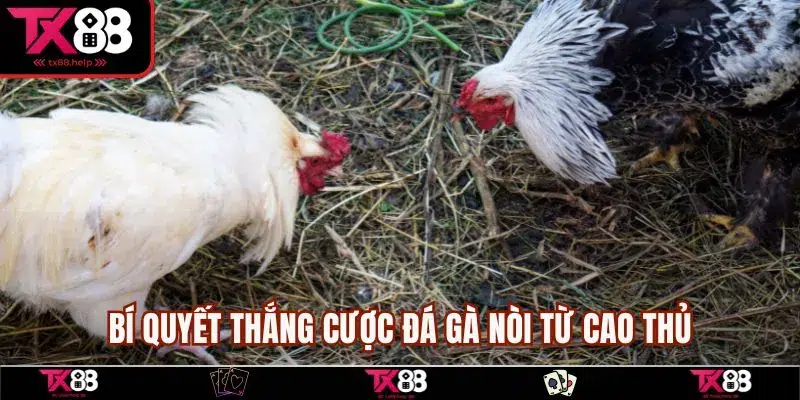 Đá Gà Nòi - Tổng Hợp Kèo Cược Và Chiến Thuật Chơi Hay 4 Bí quyết thắng cược đá gà nòi từ cao thủ
