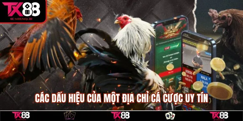 Đá Gà Nòi - Tổng Hợp Kèo Cược Và Chiến Thuật Chơi Hay 5 Các dấu hiệu của một địa chỉ cá cược uy tín