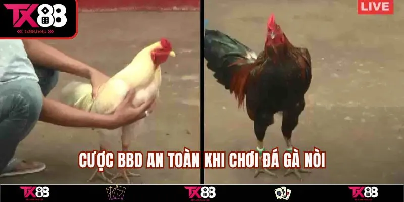 Đá Gà Nòi - Tổng Hợp Kèo Cược Và Chiến Thuật Chơi Hay 3 Cược BBD an toàn khi chơi đá gà nòi