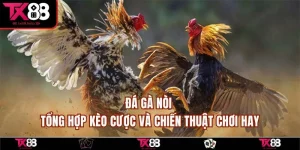 Đá Gà Nòi - Tổng Hợp Kèo Cược Và Chiến Thuật Chơi Hay