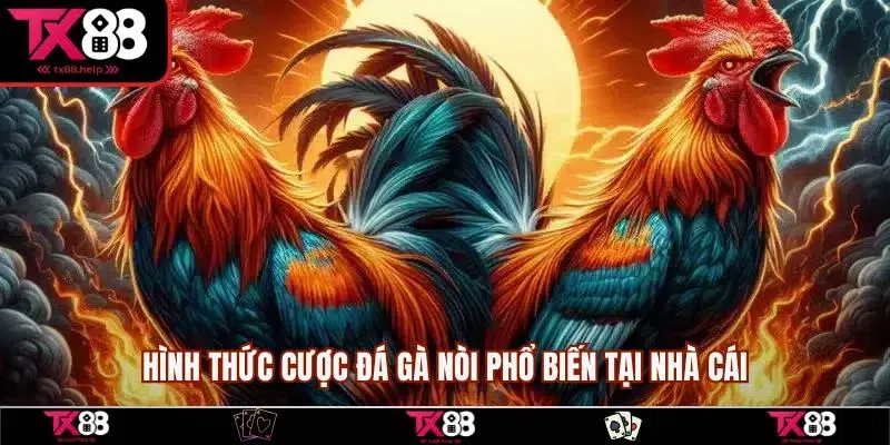 Đá Gà Nòi - Tổng Hợp Kèo Cược Và Chiến Thuật Chơi Hay 2 Hình thức cược đá gà nòi phổ biến tại nhà cái